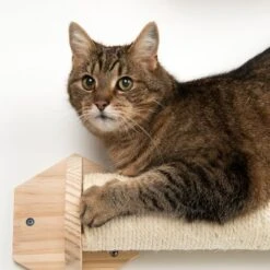 Phoebe Wall Mounted Scratch Post -Perfect Care Shop 105455 kratzstamm wllie fg 8545 1