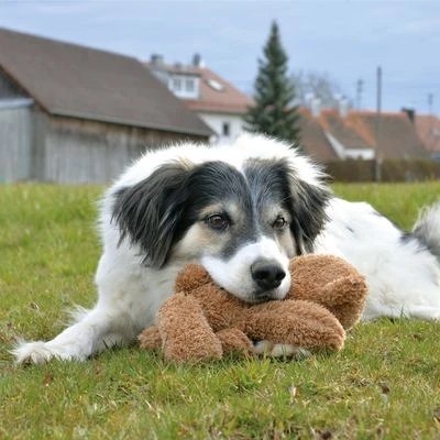 Petlando Moodles Bear 3 Petlando Moodles Bear - Image 3