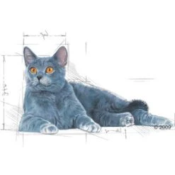 Royal Canin Instinctive 7+ In Gravy -Perfect Care Shop 113466 oralmature 1