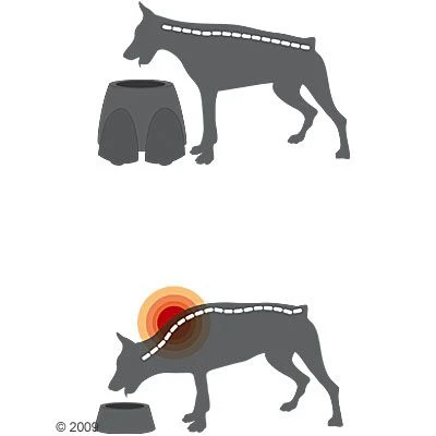 Savic Ergo Feeder Doggy Bar 7 Savic Ergo Feeder Doggy Bar - Image 7