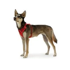 Ruffwear Front Range Dog Harness -Perfect Care Shop 146300 accapi hundegeschirr front range harness brustumfang small rot 56 96cm hs 08 5