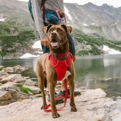 Ruffwear Front Range Dog Harness -Perfect Care Shop 146300 accapi hundegeschirr front range harness brustumfang small rot 56 96cm hs 10 6