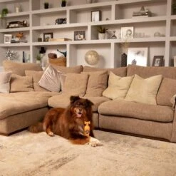 Pet Head Ditch The Dirt Shampoo -Perfect Care Shop 159700 companyofanimals pethead ditchthedirt shampoo 300ml hs 06 9