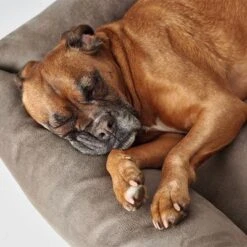 Hunter Bologna Dog Sofa - Stone 15 Hunter Bologna Dog Sofa - Stone -Perfect Care Shop 163796 hunter hundesofa bologna stein dog 90x70cm hs 05 6