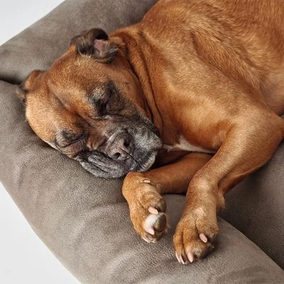 Hunter Bologna Dog Sofa - Stone 8 Hunter Bologna Dog Sofa - Stone - Image 8