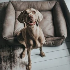 Hunter Bologna Dog Sofa - Stone 10 Hunter Bologna Dog Sofa - Stone -Perfect Care Shop 163796 hunter hundesofa bologna stein dog 90x70cm hs 10 4