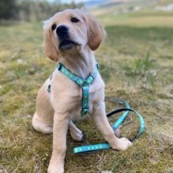 Max & Molly Ducklings Multifunctional Lead -Perfect Care Shop 190096 maxnmolly kurzleine ducklings hs 04 0 1