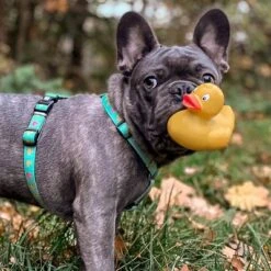 Max & Molly Ducklings H-Harness -Perfect Care Shop 190199 190200 190202 maxnmolly hg eschirr ducklings hs 02 8