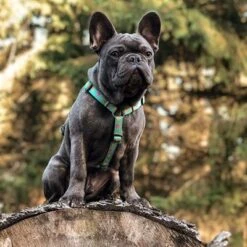 Max & Molly Ducklings H-Harness -Perfect Care Shop 190199 190200 190202 maxnmolly hg eschirr ducklings hs 03 5