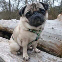 Max & Molly Donut Print H-Harness -Perfect Care Shop 190296 190297 190396 maxnmolly hg eschirr donuts hs 03 2