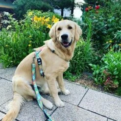 Max & Molly Donut Print H-Harness -Perfect Care Shop 190296 190297 190396 maxnmolly hg eschirr donuts hs 04 1