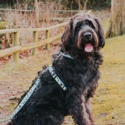 Max & Molly Black Sheep Multifunctional Dog Lead -Perfect Care Shop 190402 190403 190404 maxnmolly multifunktionsleine blacksheep hs 03 7