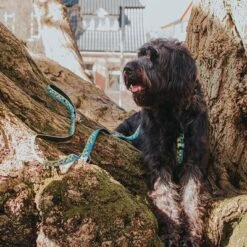 Max & Molly Black Sheep H-Harness -Perfect Care Shop 190405 190406 190407 maxnmolly hg eschirr blacksheep hs 04 5