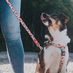 Max & Molly Watermelon Multifunctional Lead -Perfect Care Shop 190411 190702 190412 maxmolly multifunktionsleine watermelon hs 05 8