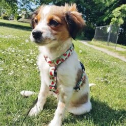 New Release -Perfect Care Shop 190413 190414 190703 maxnmolly hg eschirr watermelon hs 07 8