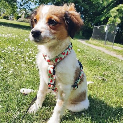 Max & Molly Watermelon H-Harness 2 Max & Molly Watermelon H-Harness - Image 2