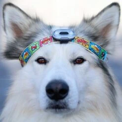 Max & Molly Matrix Ultra LED Safety Light 11 Max & Molly Matrix Ultra LED Safety Light -Perfect Care Shop 196796 maxnmolly matrix ultraled safetylight black hs 04 8