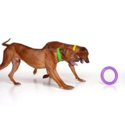 Ferplast Puller Dog Toy -Perfect Care Shop 199296 ferplastitalien ferplast hundespielzeug puller midi 27cm hs 08 9