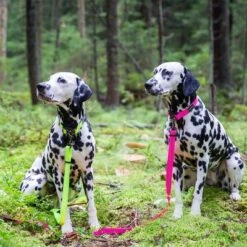 Rukka® Set: Bliss Neon Collar & Leash -Perfect Care Shop 1 331796 331597 331598 rukka bliss neon leine pink hs 03 3