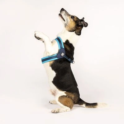 Max & Molly Q-Fit Harness Matrix Sky Blue 6 Max & Molly Q-Fit Harness Matrix Sky Blue - Image 6