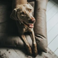 HUNTER Bologna Dog Bed - Stone -Perfect Care Shop 212954 212955 hunter hundebett bologna stein hs 09 5