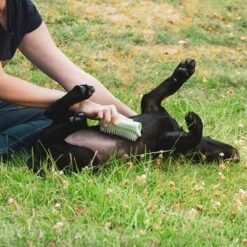 Pet Teezer Puppy Brush -Perfect Care Shop 230724 pet teezer welpenbuerste hs 18 2