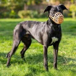Baskerville Anti-Poison Muzzle -Perfect Care Shop 235200 235201 235696 235796 235897 baskerville antigiftkoeder maulkorb hs 05 0