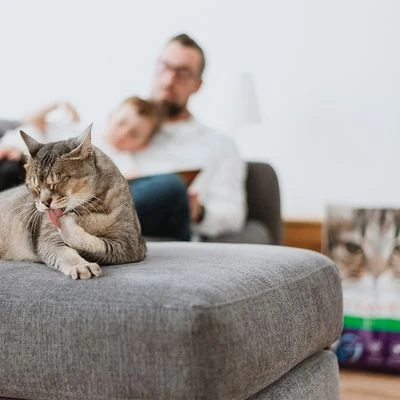 Intersand Classic Pine Forest Scented Cat Litter 6 Intersand Classic Pine Forest Scented Cat Litter - Image 6