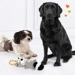 Doglove Dog Toy Raccoon -Perfect Care Shop 303396 edupet doglove hundespielzeug waschbar hs 05 0