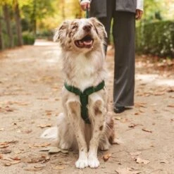 Nomad Tales Blush Harness, Emerald -Perfect Care Shop 323020 nomad tales blush geschirr emerald 05 7