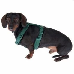 Nomad Tales Blush Harness, Emerald -Perfect Care Shop 323024 blush s fg 6931 5