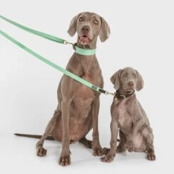 Nomad Tales Bloom Leash, Mint -Perfect Care Shop 326798 nomad tales bloom halsband mint 02 9