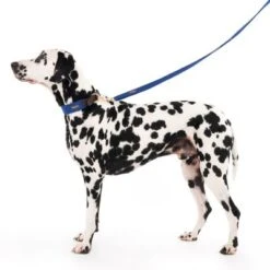 Nomad Tales Bloom Leash, Sapphire -Perfect Care Shop 326810 328197 bloom l fg 7599 7