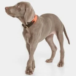 Nomad Tales Bloom Collar, Coral -Perfect Care Shop 328396 nomad tales halsband bloom coral 02 9 1