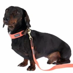 Nomad Tales Bloom Leash, Coral -Perfect Care Shop 328496 328200 bloom xs fg 7421 3