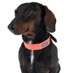 Nomad Tales Bloom Collar, Coral -Perfect Care Shop 328496 bloom xs fg 7413 2