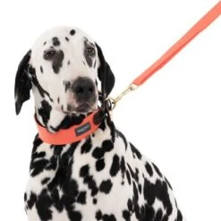 Nomad Tales Bloom Leash, Coral -Perfect Care Shop 328596 328201 bloom l fg 7532 1