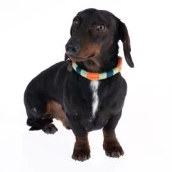 Nomad Tales Spirit Collar, Tangerine -Perfect Care Shop 328796 spirit xs fg 7642 9