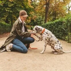 Nomad Tales Spirit Collar, Tangerine -Perfect Care Shop 328896 nomad tales halsband tangerine leine 02 8