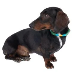 Nomad Tales Spirit Collar, Pine -Perfect Care Shop 328999 spirit xs fg 7737 6