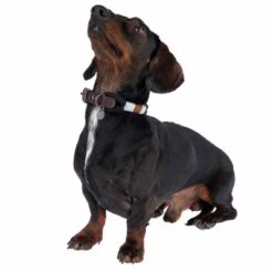 Nomad Tales Spirit Collar, Ebony -Perfect Care Shop 329001 spirit xs fg 7711 1