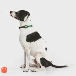 Nomad Tales Spirit Collar, Pine -Perfect Care Shop 329007 nomad tales spirit leinen halsbaender 02 9