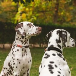 Nomad Tales Spirit Collar, Ebony -Perfect Care Shop 329197 nomad tales spirit halsband stone 02 7