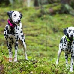 Rukka® Set: Bliss Neon Collar & Leash -Perfect Care Shop 331496 331596 331696 331697 rukka bliss neon halsband pink hs 03 8