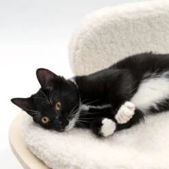 Modern Living Sofa Osaka -Perfect Care Shop 342803 modern living osaka katze 0644 6