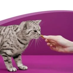 Whiskas Temptations Mixed Pack -Perfect Care Shop 348898 mars whiskas snacks mixpack 16x60g hs 05 1