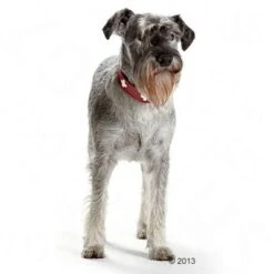 HUNTER Swiss Dog Collar -Perfect Care Shop 36707 hunter halsband swiss hund 05 2013 4