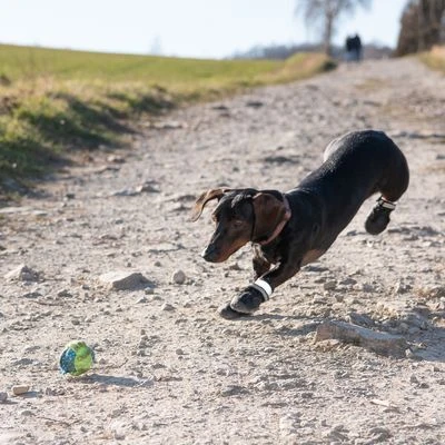 Sports & Protective Dog Boots 4 Sports & Protective Dog Boots - Image 4