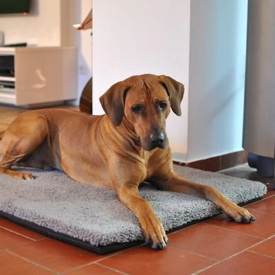 Pawz & Pepper Aurora Ortho Dog Mattress 8 Pawz & Pepper Aurora Ortho Dog Mattress - Image 8