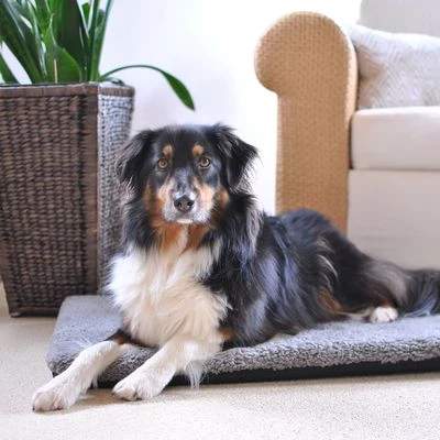 Pawz & Pepper Aurora Ortho Dog Mattress 3 Pawz & Pepper Aurora Ortho Dog Mattress - Image 3